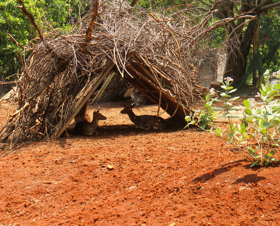 pench 3 Night 4 Days Tour Package
